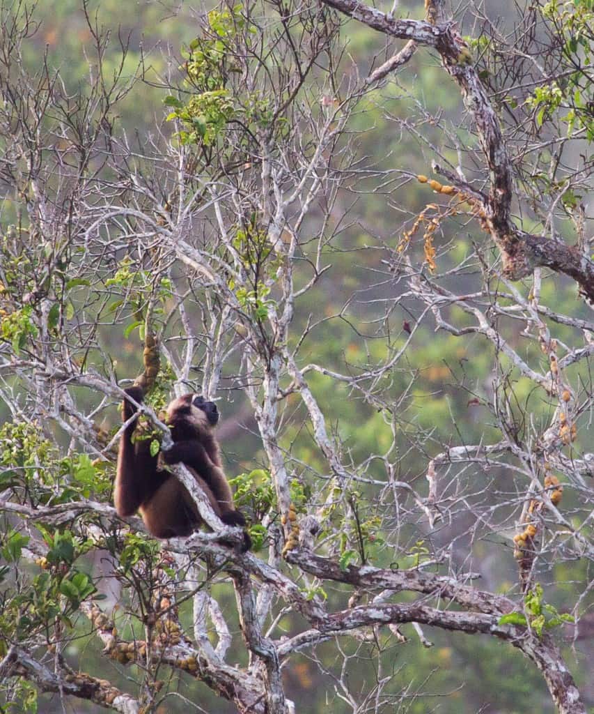Unknown gibbon calling - Sabangau Forest - Erik - 2012