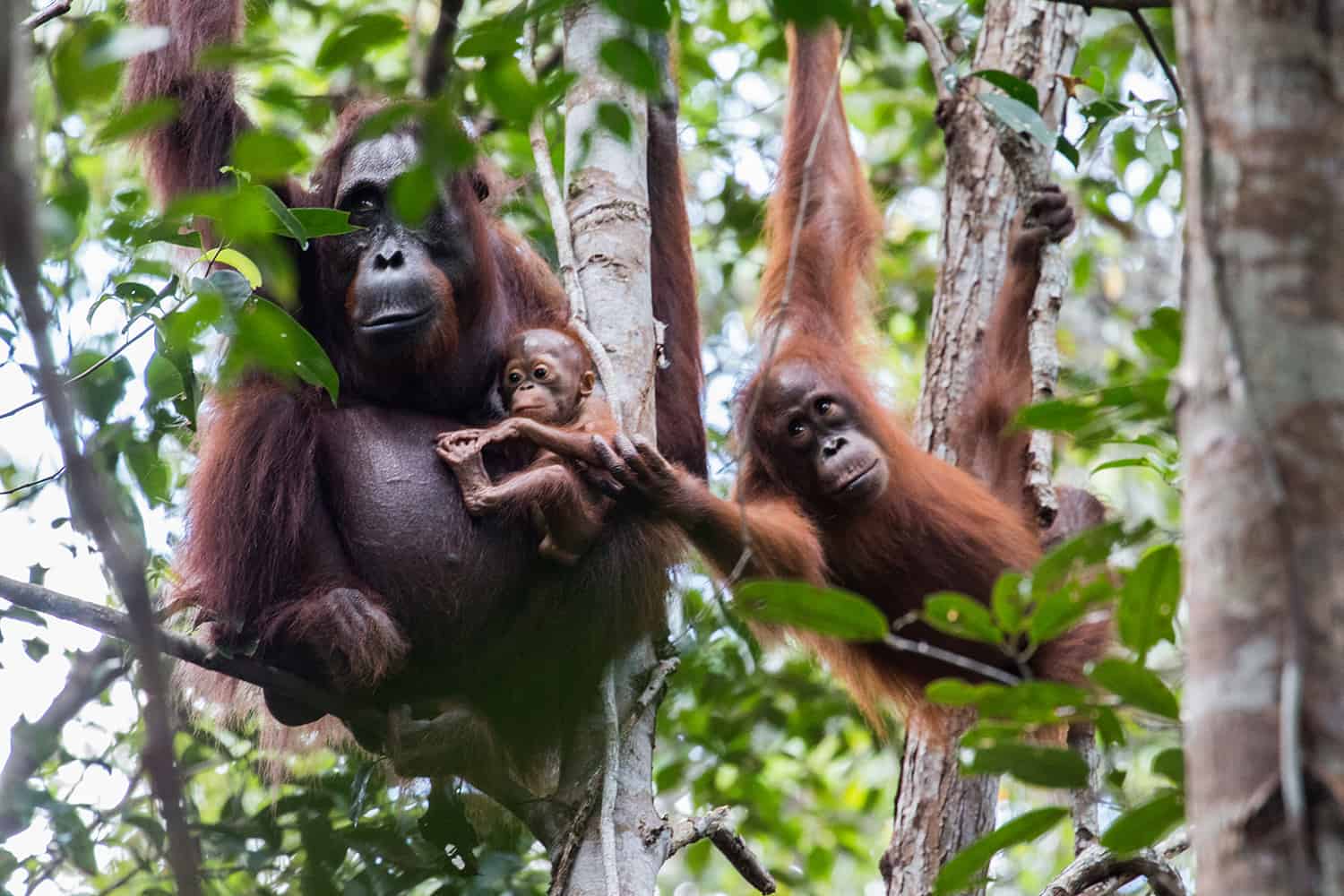  Orangutan s  family  tree Borneo Nature Foundation