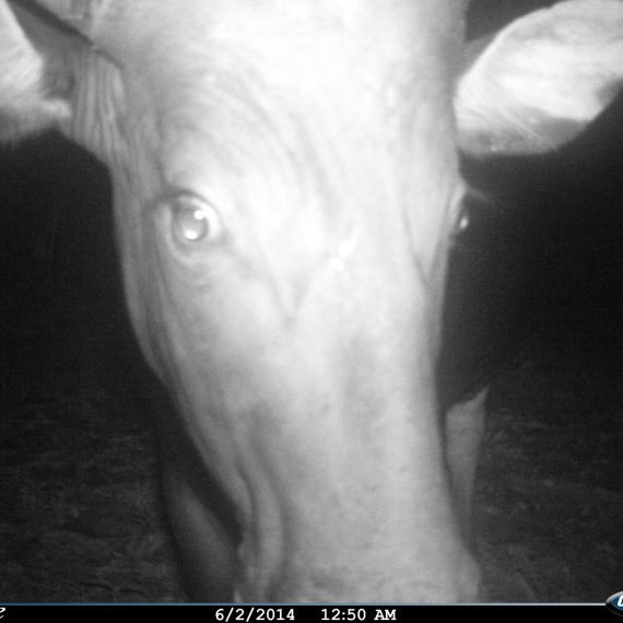 Banteng_camera trap_borneo