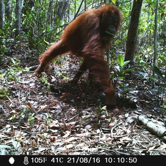 Orangutan_camera trap_borneo