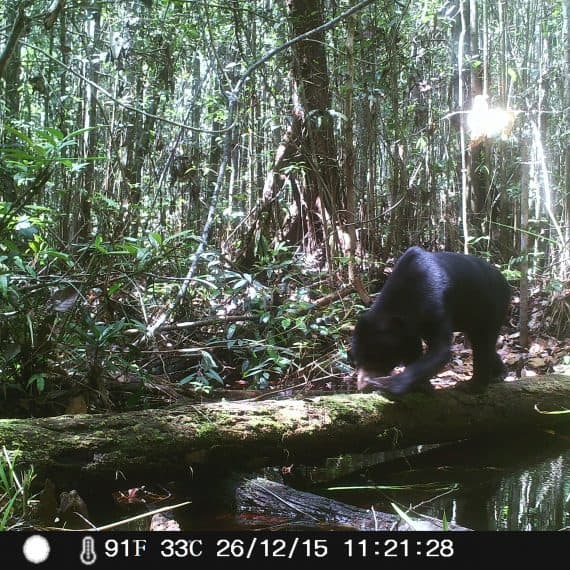 sun bear_camera trap_borneo