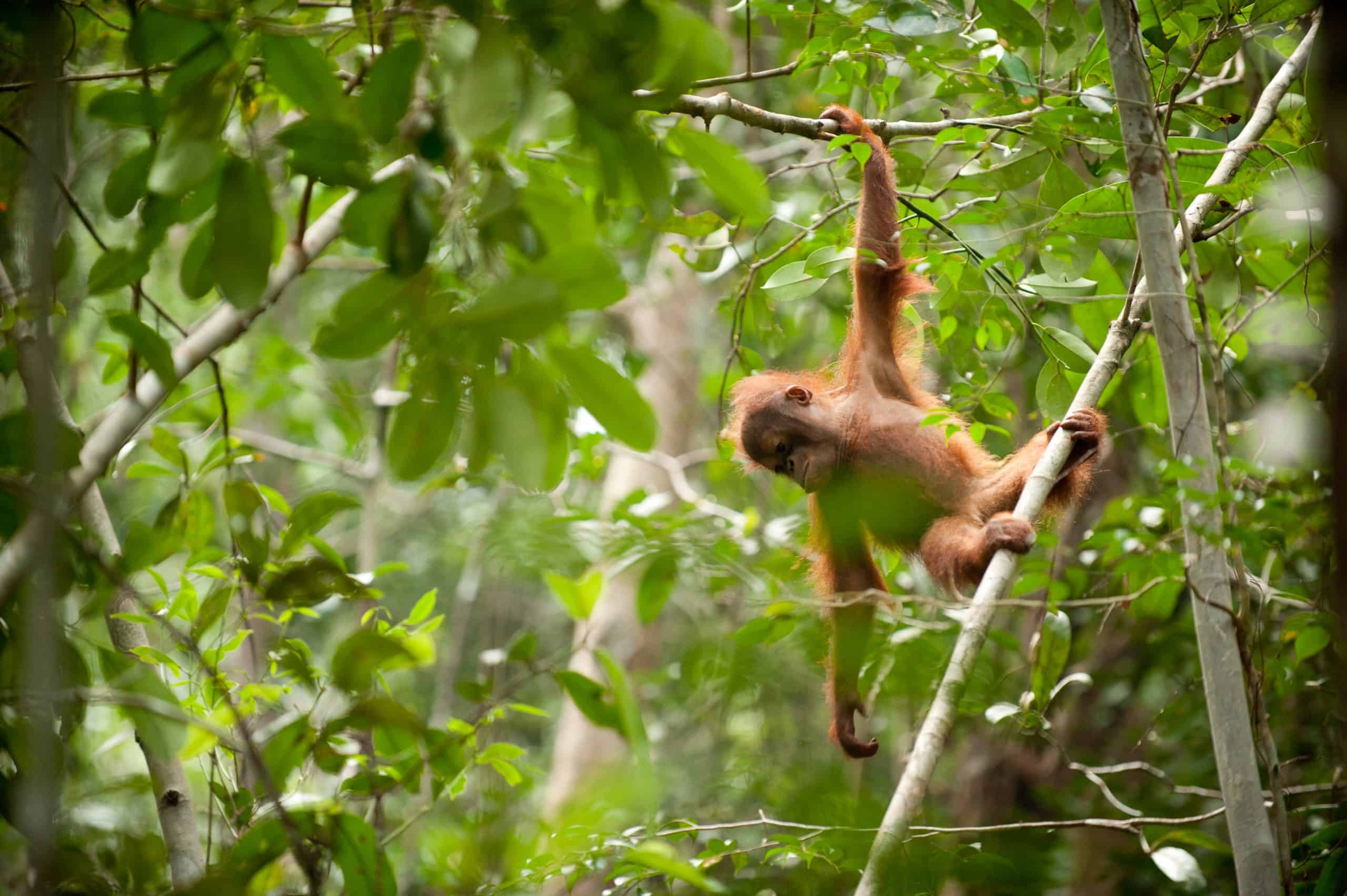 Orangutan Population Survey Borneo Nature Foundation