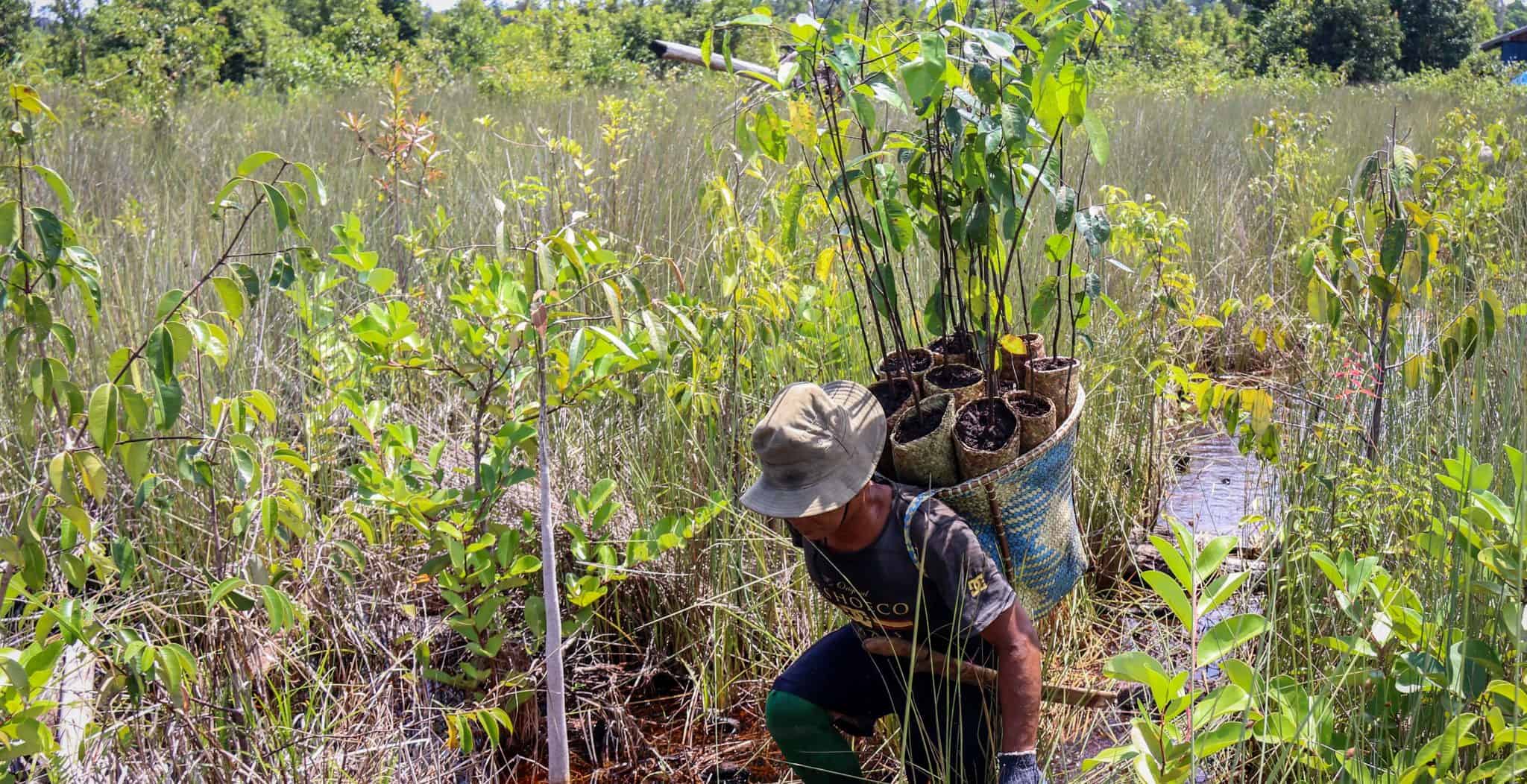BNF launched One Million Trees - Borneo Nature Foundation