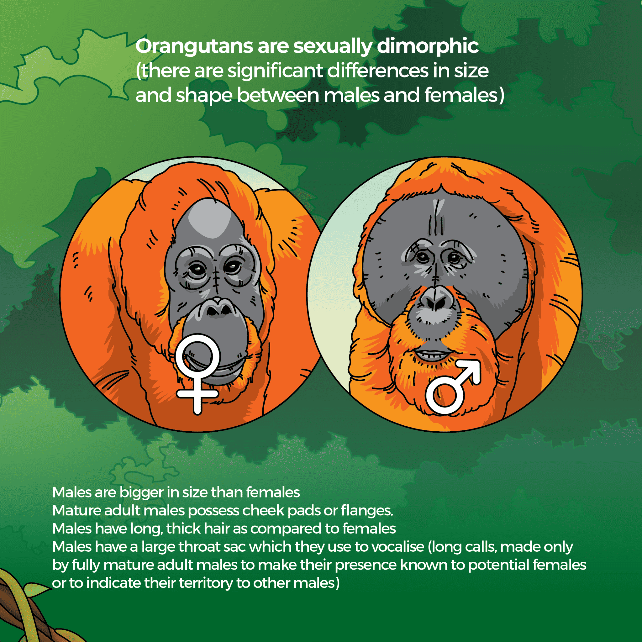 EXPLORING THE SOCIAL DYNAMICS OF ORANGUTANS INSIGHTS INTO THEIR visual data 8