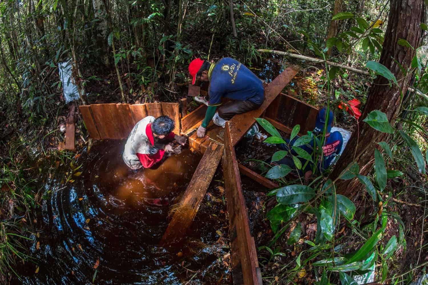 Home - Borneo Nature Foundation