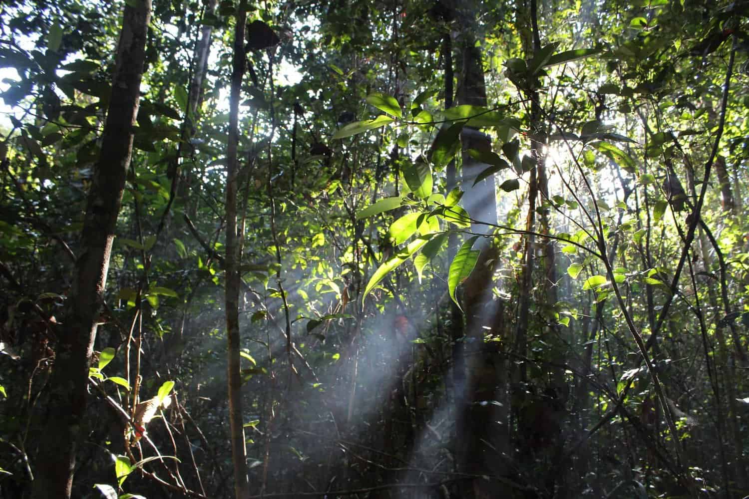 Home - Borneo Nature Foundation