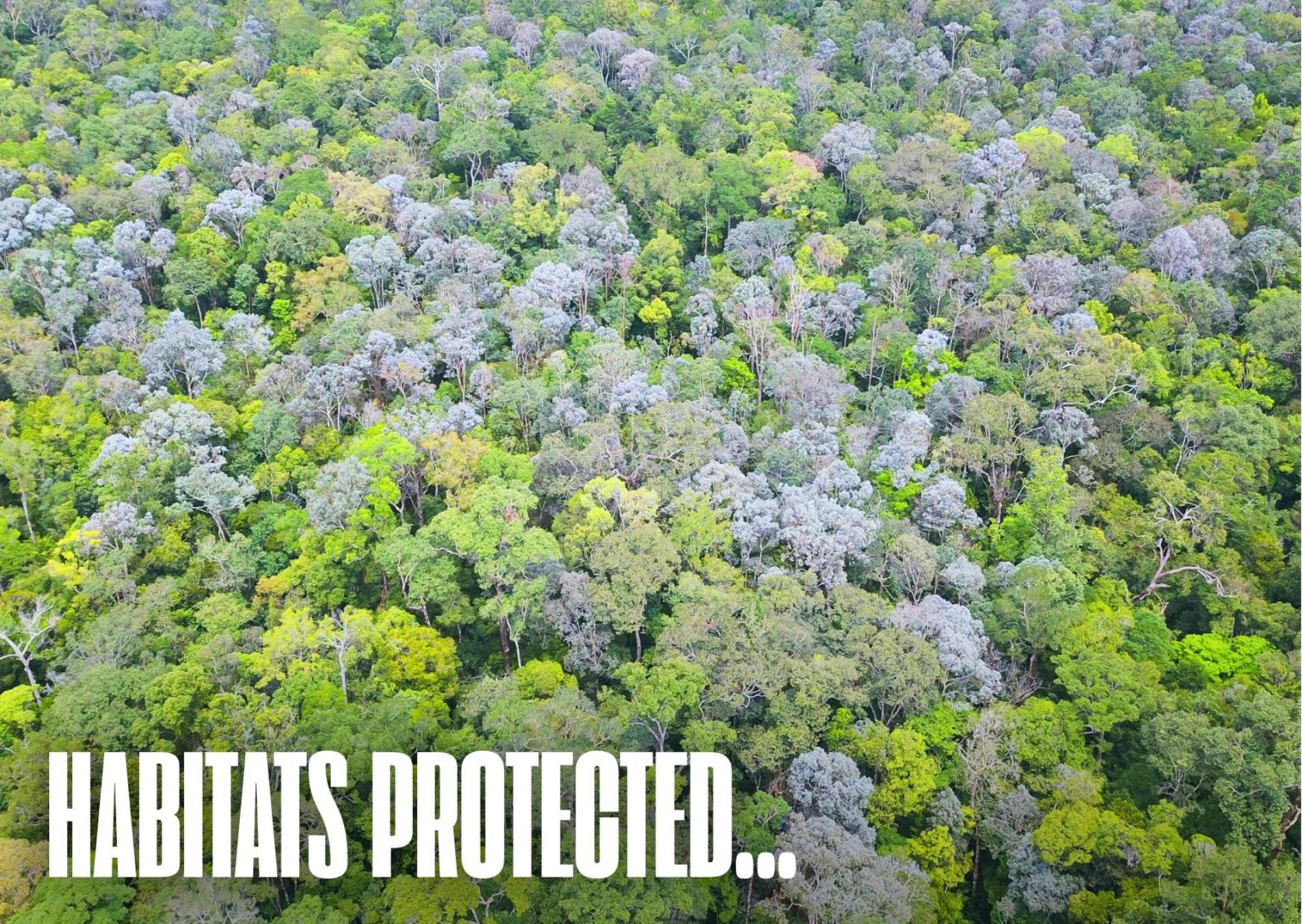 Borneo 2025: Our Vision for the Future - Borneo Nature Foundation