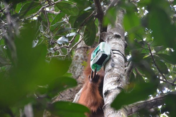 Orangutan, Icarus