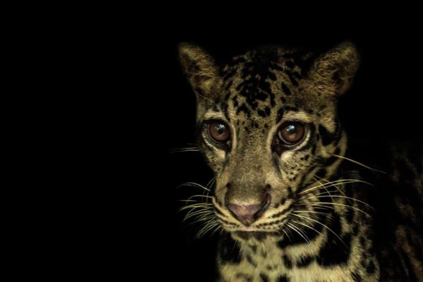 Clouded-leopard-(Neofelis-diardi)---Nyaru-Menteng-2014---Ben-Buckley